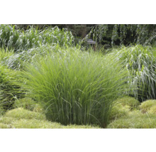 Ziergras im Garten