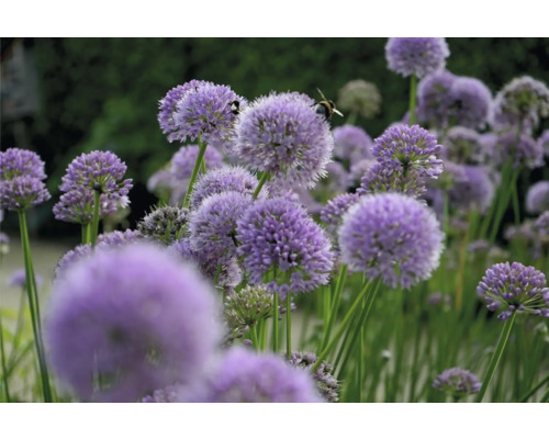 Zierlauch FloraSelf Allium 'Summer Beauty' Co 0,5 L