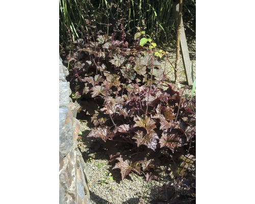 Purpurglöckchen FloraSelf Heuchera villosa 'Hip Hip Hooray' Co 0,5 L, laubschön Heuchera im Gartenbeet mit dekorativen Blättern und Blütenstielen.