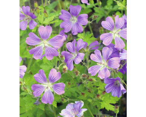 Storchschnabel FloraSelf Geranium gracile 'Sirak' Co 0,5 L