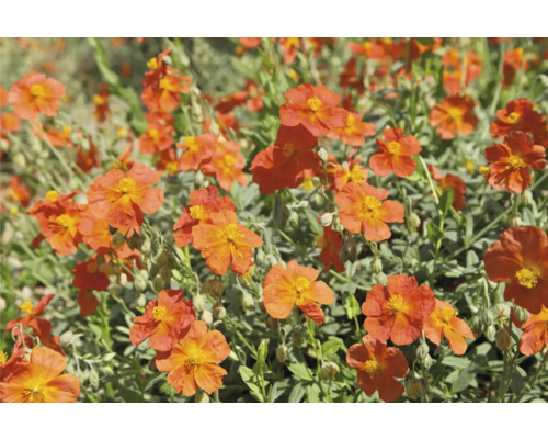 Garten-Sonnenröschen FloraSelf Helianthemum 'Fire Dragon' Co 0,5 L