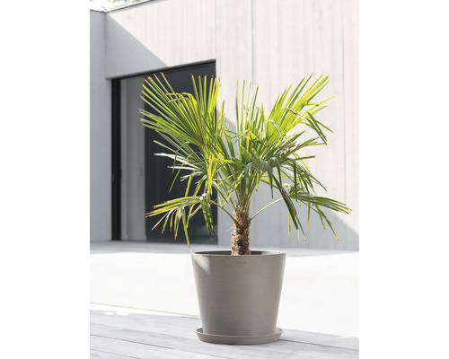 Hanfpalme in einem Pflanzgefäß auf einer Terrasse.