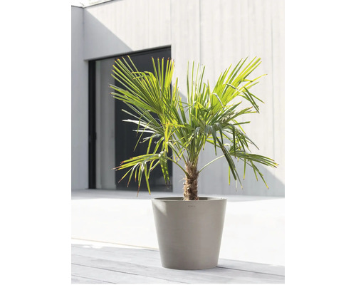 Hanfpalme im Topf für den Aussenbereich