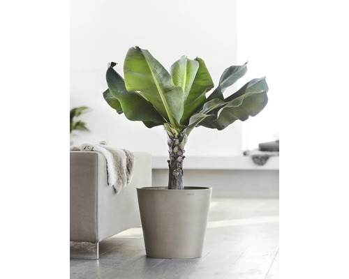 Banane im Topf als Zimmerpflanze