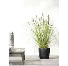 Garten mit Ziergras im Topf neben einer Sitzgruppe
