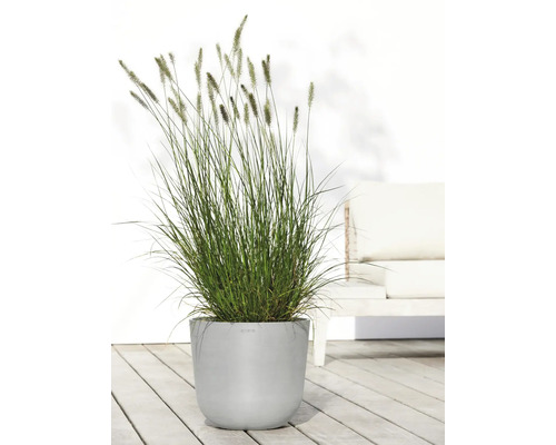 Gras in grauem Pflanztopf für den Außenbereich