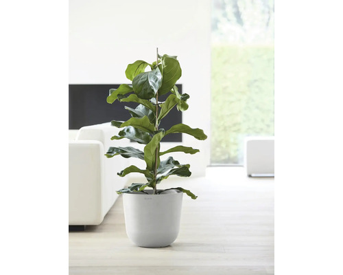 Ficus lyrata Zimmerpflanze in einem Blumentopf im Wohnzimmer