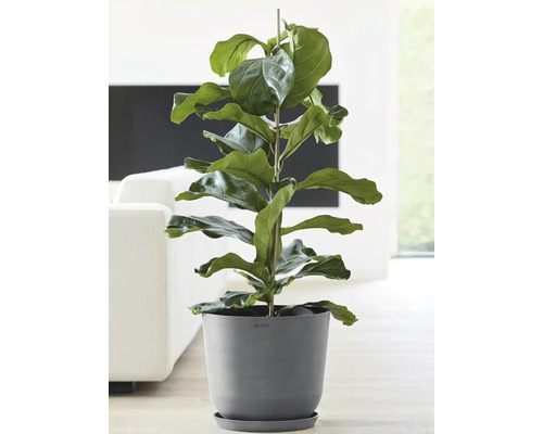 Ficus lyrata Zimmerpflanze im Topf mit Haltestab