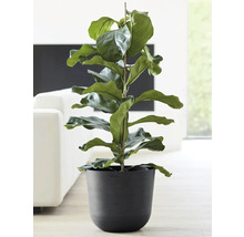 Blumentopf Ecopots Oslo Kunststoff Ø 32,9 cm 35 x 35 x 30,5 cm dunkelgrau