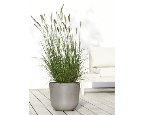 Gras in grauem Pflanzgefäß im Außenbereich