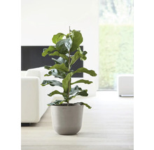 Blumentopf Ecopots Oslo Kunststoff Ø 32,9 cm 35 x 35 x 30,5 cm braun