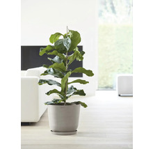 Blumentopf Ecopots Oslo Kunststoff Ø 32,9 cm 35 x 35 x 30,5 cm braun