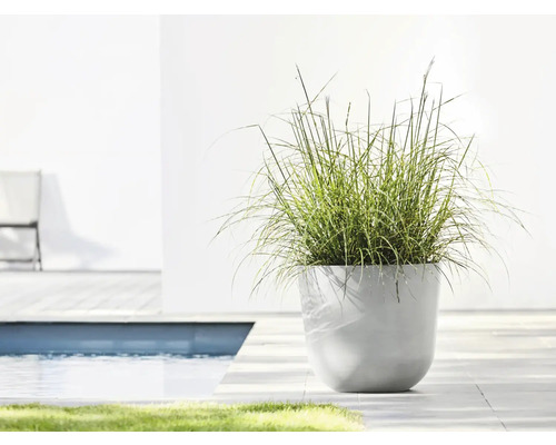 Dekorative Pflanze in einem Topf im Außenbereich, neben einem Schwimmbecken.