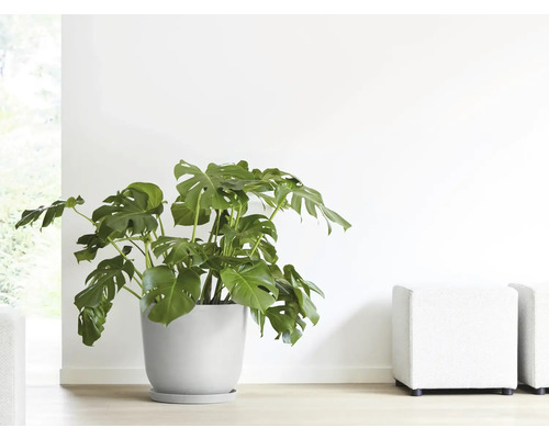 Monstera Zimmerpflanze in einem Topf im Innenraum