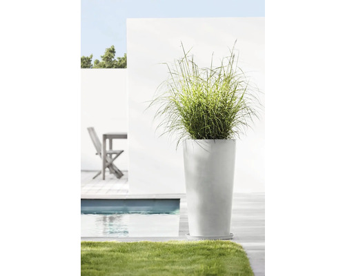 Hoher Pflanzkübel mit Ziergras im Garten neben einem Pool