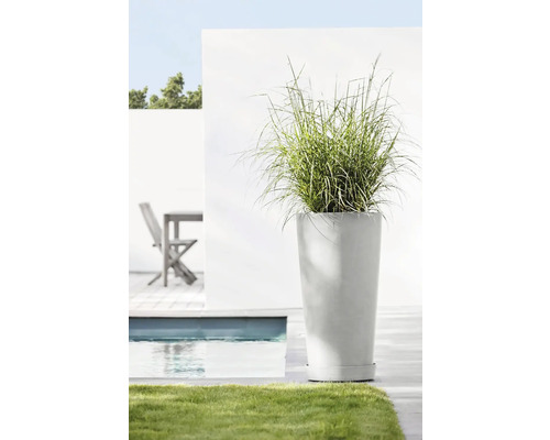 Dekorative Gräser in einem hohen Pflanzgefäß im Außenbereich neben einem Pool.