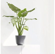 Alocasia Zimmerpflanze im Topf auf einem Schrank