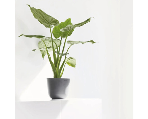 Alocasia Zimmerpflanze im Topf auf einem Schrank