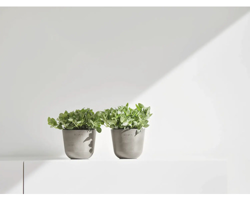 Zwei Zimmerpflanzen in Töpfen auf einer weißen Oberfläche.