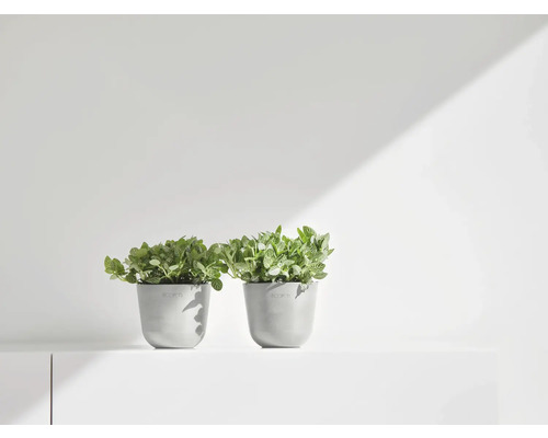 Zwei Topfpflanzen auf einem Regal