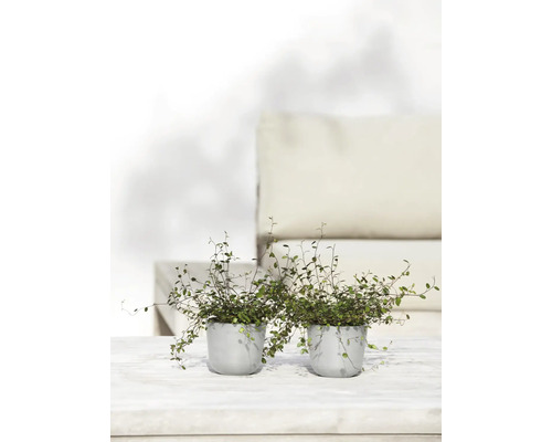 Zwei Topfpflanzen auf einem Tisch