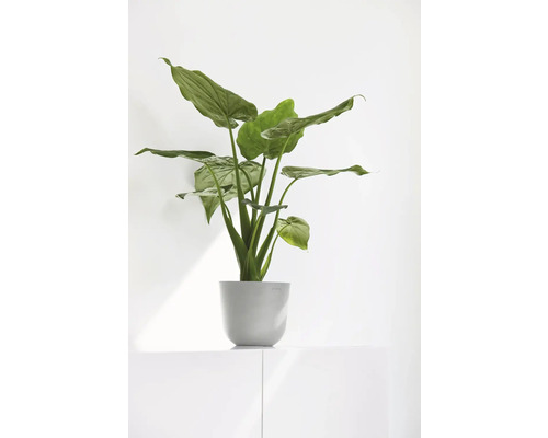 Grüne Zimmerpflanze in einem Topf