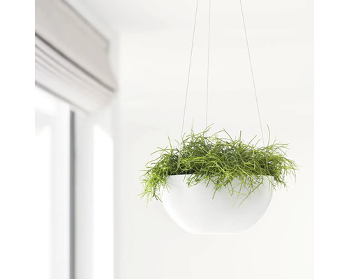 Hängeampel mit Grünpflanze in einem hellen Raum