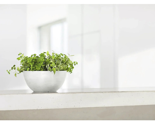 Kräutertopf mit Petersilie und Salbei auf einem Tisch