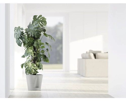 Monstera Zimmerpflanze im Topf in einem hellen Raum