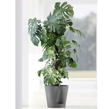Blumentopf Ecopots Venice Kunststoff Ø 27,7 cm 30 x 30 x 27,5 cm grau