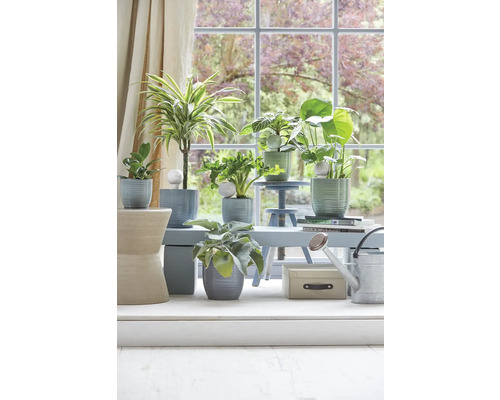 Dekorative Zimmerpflanzen in Pflanzgefäßen auf einem Tisch vor einem Fenster.