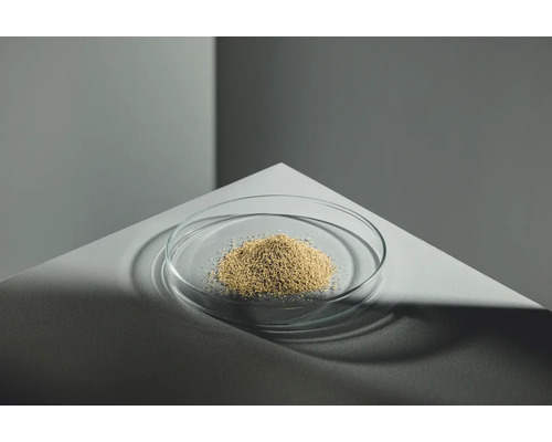 Saatgut in einer Glasschale