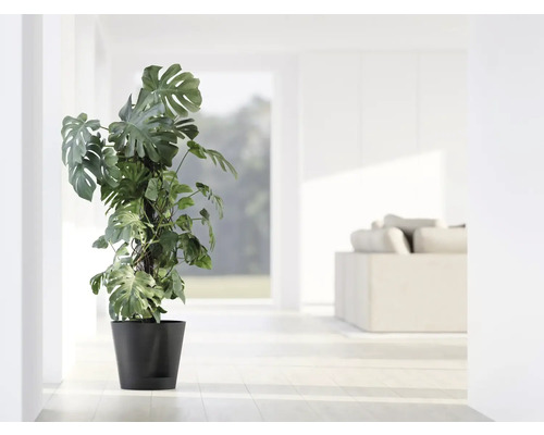 Monstera Deliciosa Zimmerpflanze in einem Topf in einem hellen Raum.