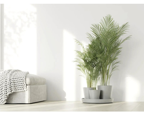 Arekapalme in grauen Töpfen auf einem Tablett, neben einem Hocker mit einer Strickdecke