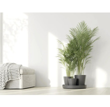 Zimmer mit Areca-Palme in Töpfen auf einem Untersetzer neben einem Hocker mit Überwurfdecke