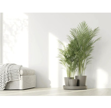 Zimmer mit Areca-Palme in Töpfen und Ottomane mit Strickdecke
