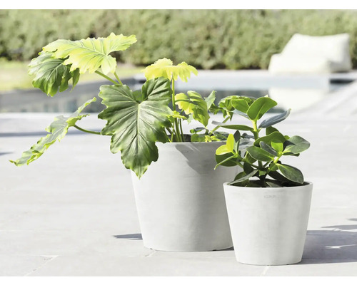 Zwei Pflanzen in Übertöpfen unterschiedlicher Größe im Freien