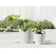 Blumentopf Ecopots Amsterdam Kunststoff Ø 27,3 cm 30 x 30 x 25,4 cm weiß