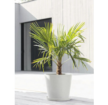 Blumentopf Ecopots Kunststoff Ø 38 cm 40 x 40 x 34,5 cm weiß