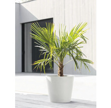 Blumentopf Ecopots Kunststoff Ø 38 cm 40 x 40 x 34,5 cm weiß