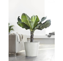 Blumentopf Ecopots Kunststoff Ø 38 cm 40 x 40 x 34,5 cm weiß