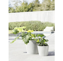 Blumentopf Ecopots Amsterdam Kunststoff Ø 18,5 cm 20 x 20 x 17,2 cm grau