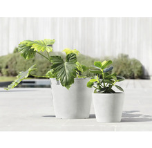 Blumentopf Ecopots Amsterdam Kunststoff Ø 18,5 cm 20 x 20 x 17,2 cm grau