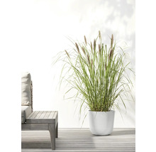 Gras in weißem Pflanzgefäß neben Gartentisch auf Terrasse