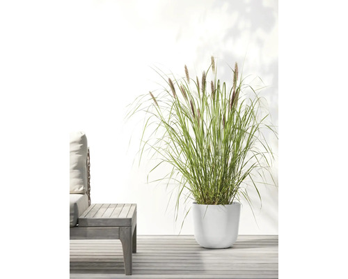 Gras in weißem Pflanzgefäß neben Gartentisch auf Terrasse