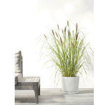 Gartenszene mit Ziergras in weißem Pflanzgefäß und Holztisch