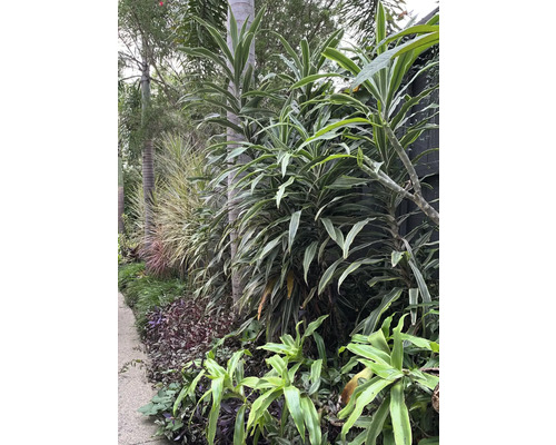 Üppige Vegetation mit verschiedenen Pflanzenarten in einem Garten.