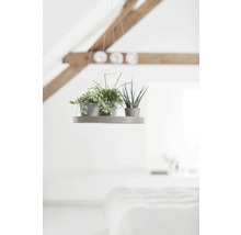 Untersetzer Ecopots hängend Kunststoff Ø 33 cm x 36 x 3 cm braun