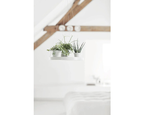 Hängepflanzen auf einer weißen Hängevorrichtung in einem hellen Raum.