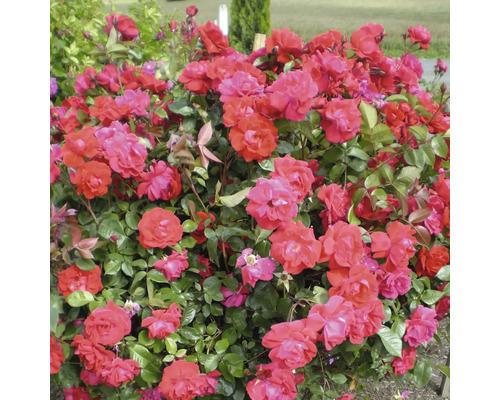 Busch mit roten Rosenblüten im Garten